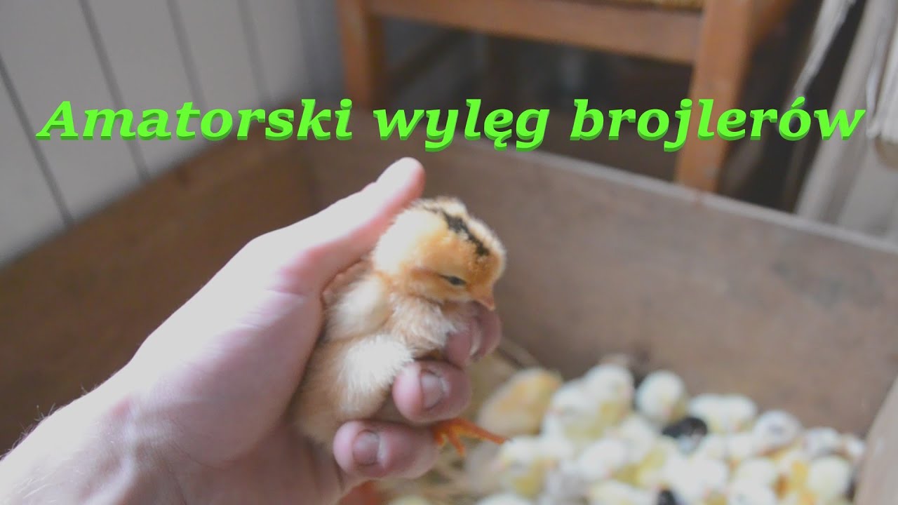 Inkubacja BROJLER&Oacute;W na własne potrzeby *czy się opłaca?*