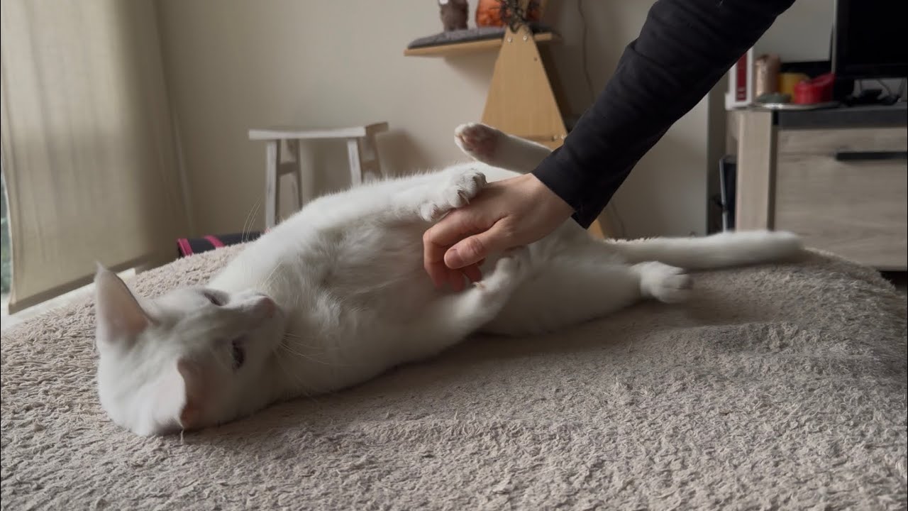 Just when you think it’s safe to give your cat some belly rubs…