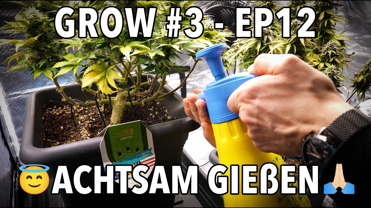 GROW Season 3 🌱 Indoor - Episode 12 - WOCHE 11 