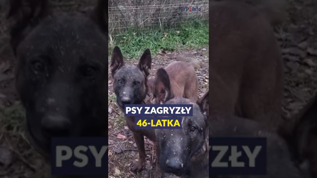 Psy zagryzły 46-latka | 19.30 SHORT | 16.10.2025