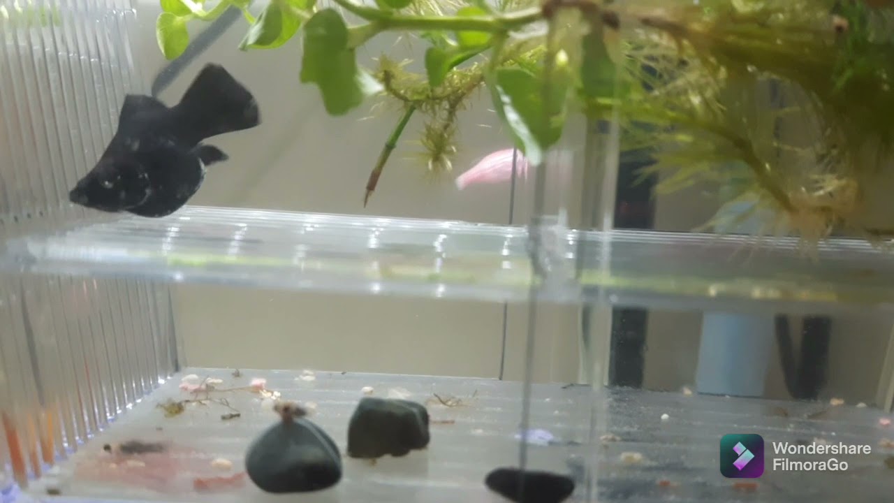 Breeder Box unboxing & Molly Breeding in same box