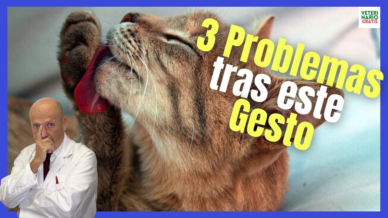 ⚠️ ¿PORQUE LOS GATOS SE LAMEN MUCHO? ⚠️ ¿QUÉ LE PASA A TU GATO SI SE LAME MUCHO?