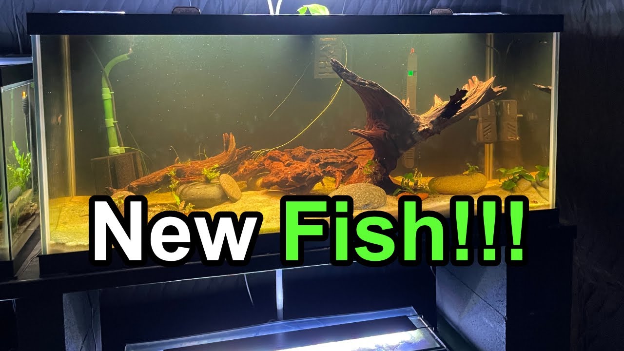 New Corydoras & Tanganyikan Fish Unboxed! 🐟