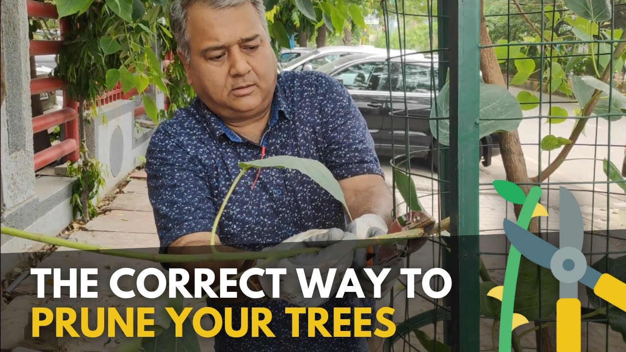 The correct way to prune your trees