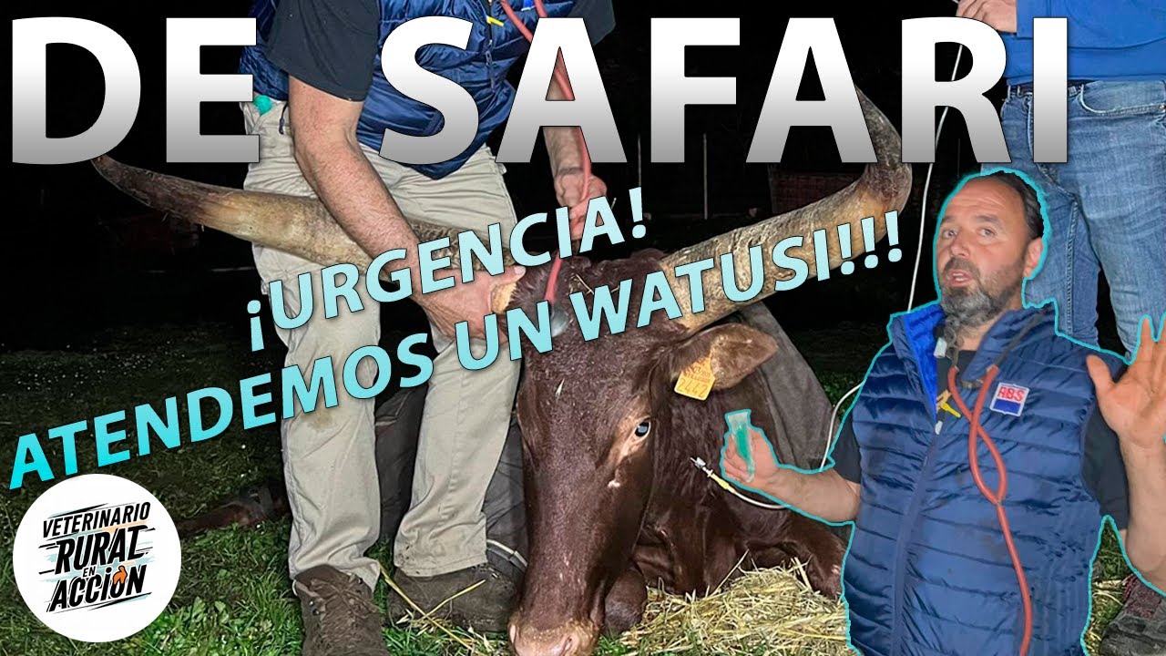 🐪 DE SAFARI 🐪 Nos llaman de urgencia para rescatar un  Watusi 🐮