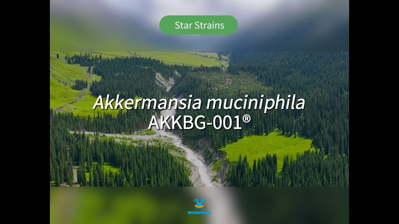 BioGrowing Star Strains: Akkermansia muciniphila AKKBG-001&reg;