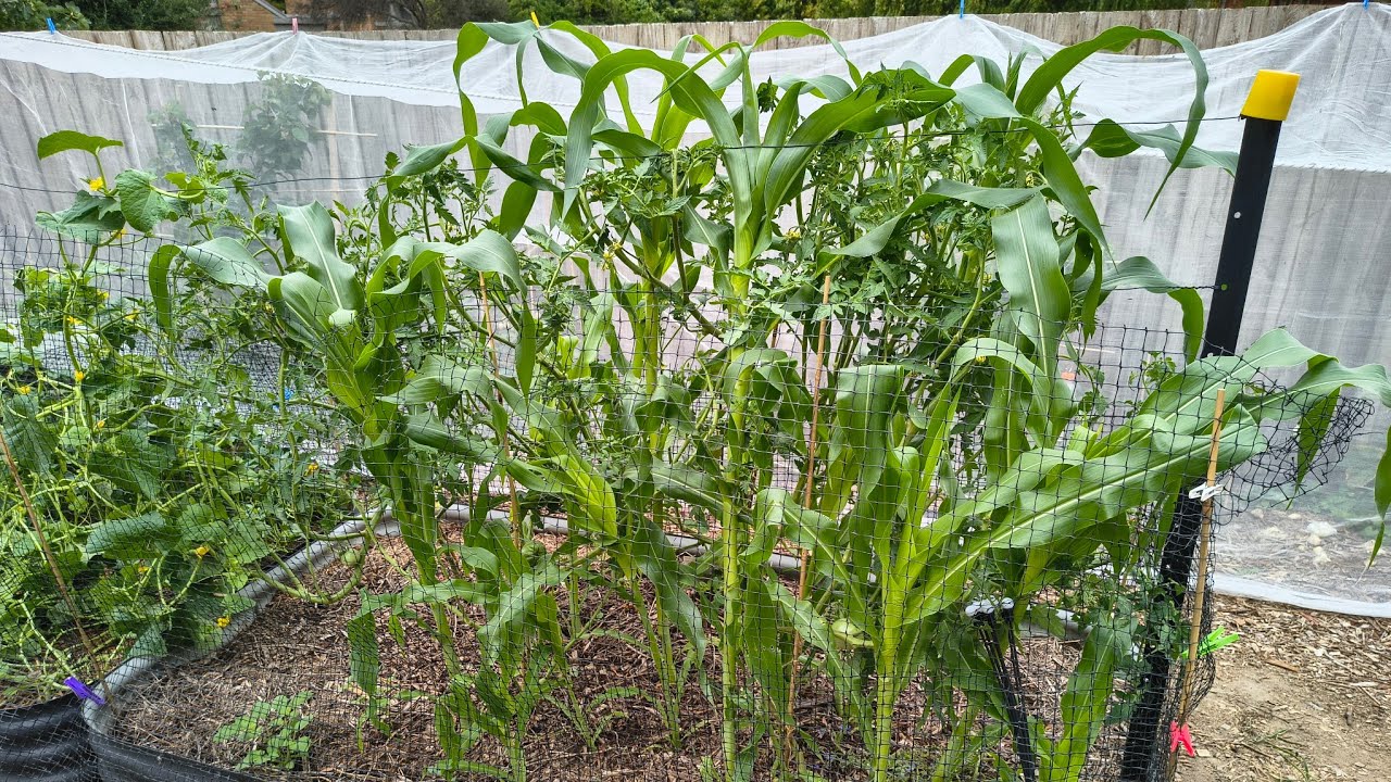 Full Garden Tour, Late Summer, February 2026, Melbourne, Australia, Temperate - Reverse Homesteading
