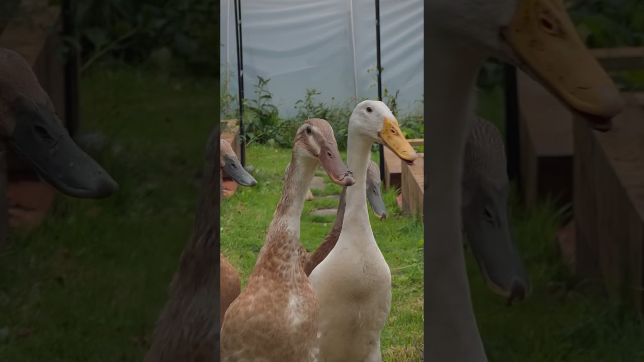 My ducks always walk in a neat line 🦆