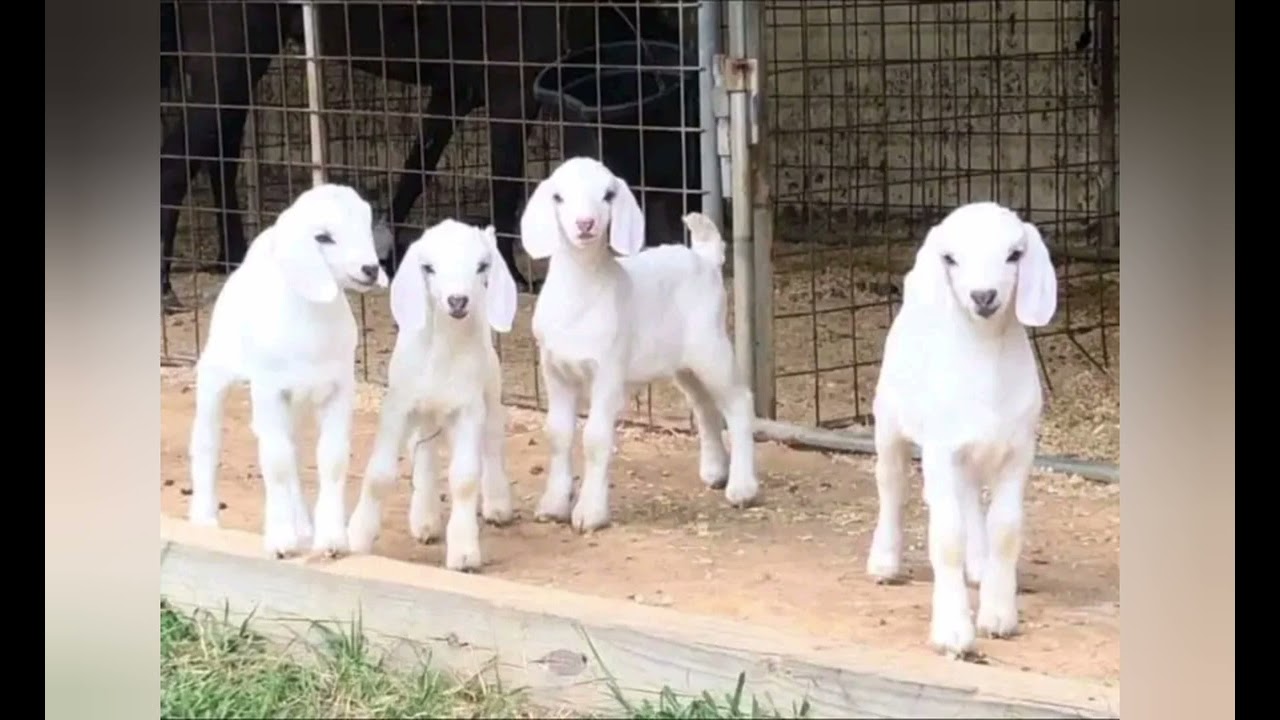 Okulunda No Okulima Embuzi Enzuungu (Savannah goat rearranging)