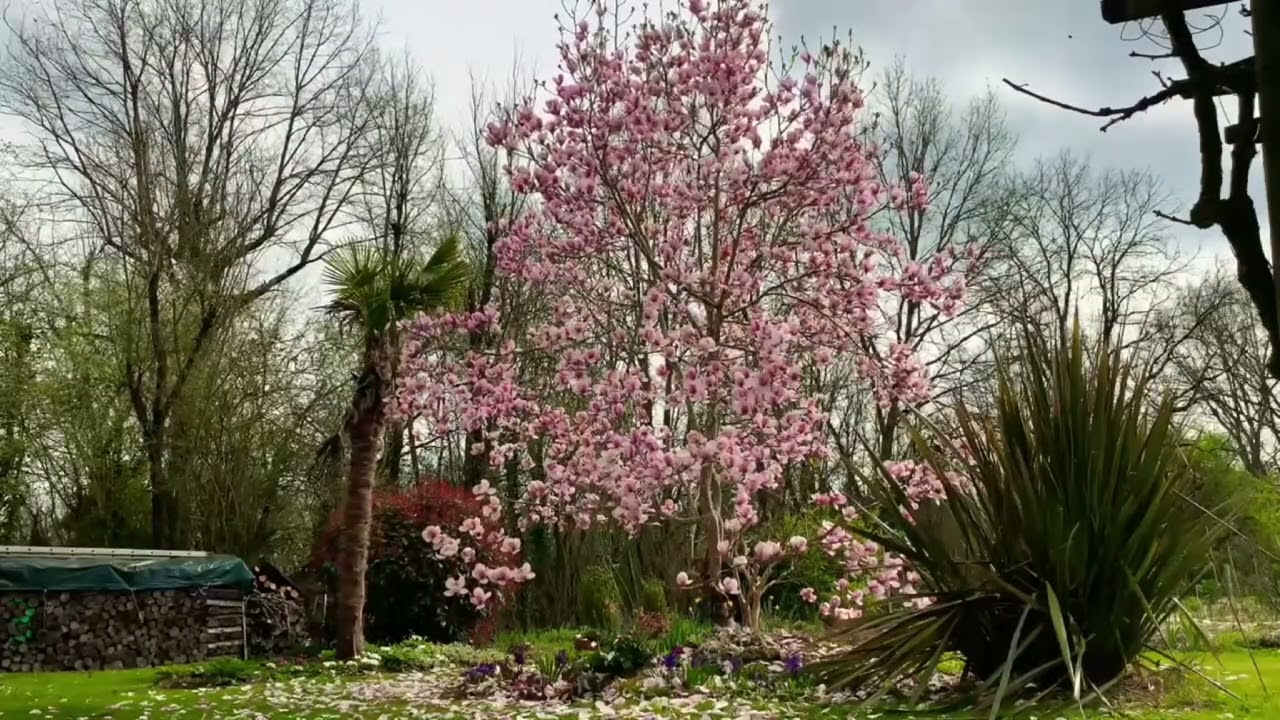 Magnolia Dreams: Gentle Spring Blossom with Birdsong Ambience
