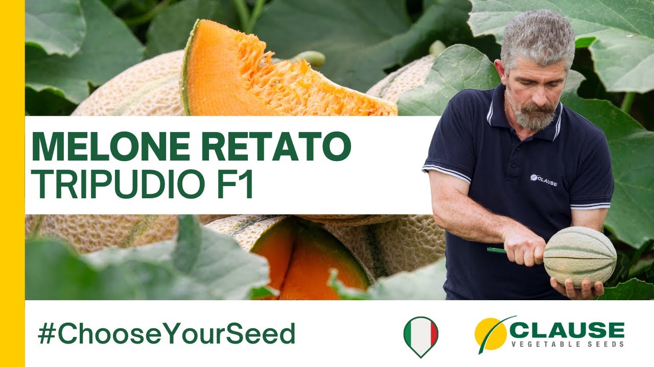 Melone retato TRIPUDIO F1 - #chooseyourseed | HM.CLAUSE