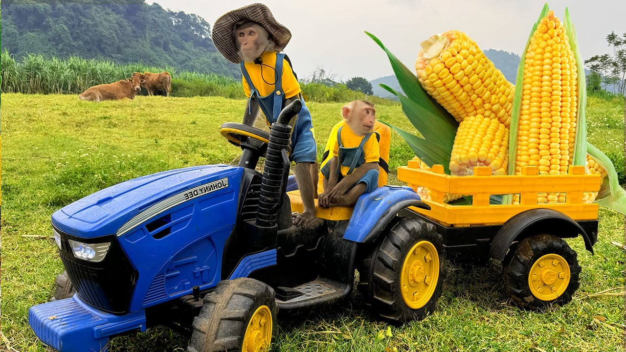 Two smart little monkeys help their dad harvest corn to make smoothies