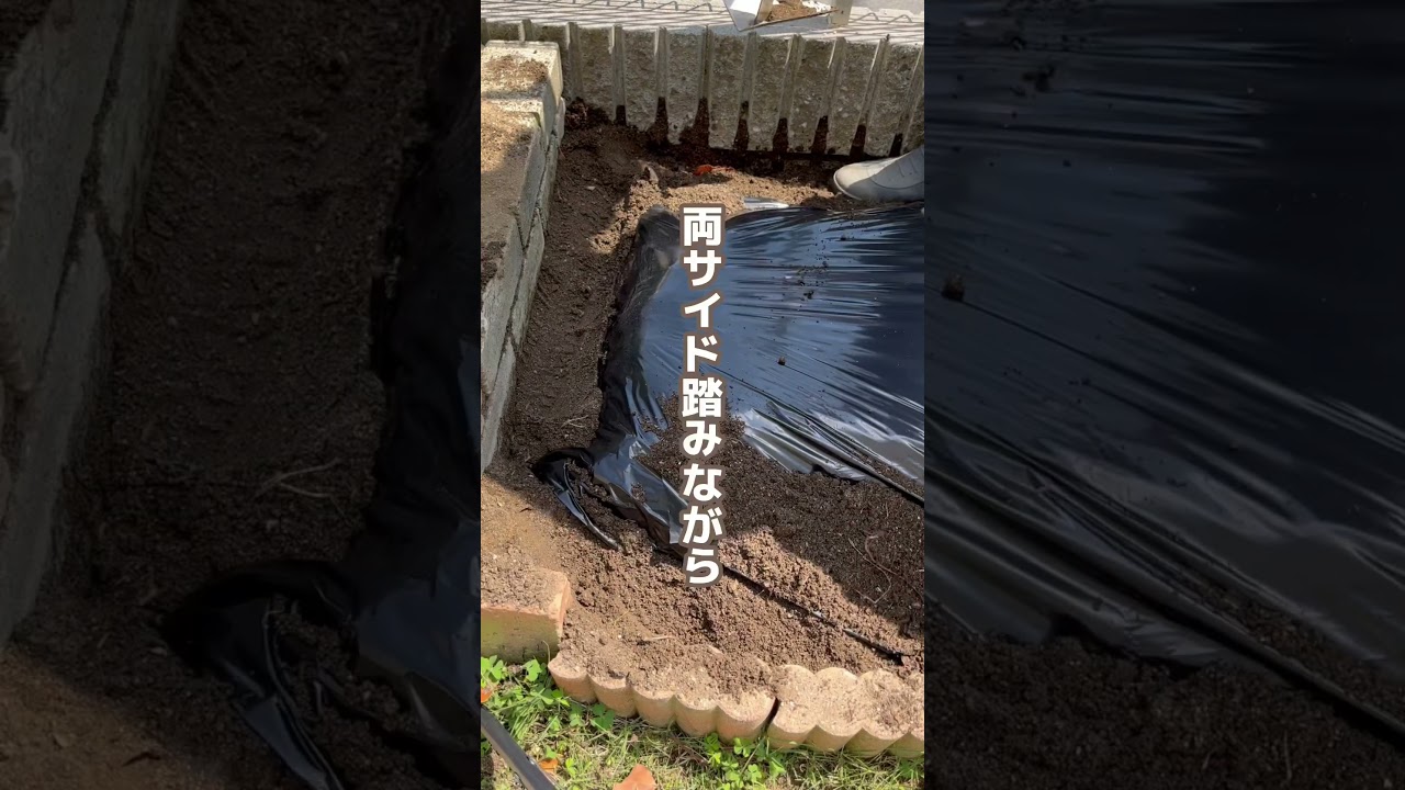 パツパツにマルチ貼る方法#youtubeshorts #家庭菜園 #ガーデニング
