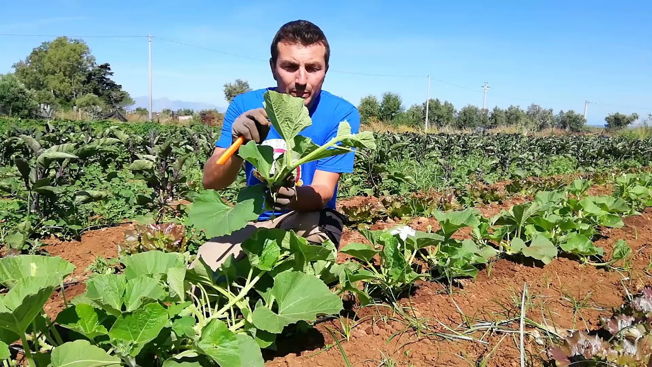Tenerumi e Zucchine | L'orto di Rosolino