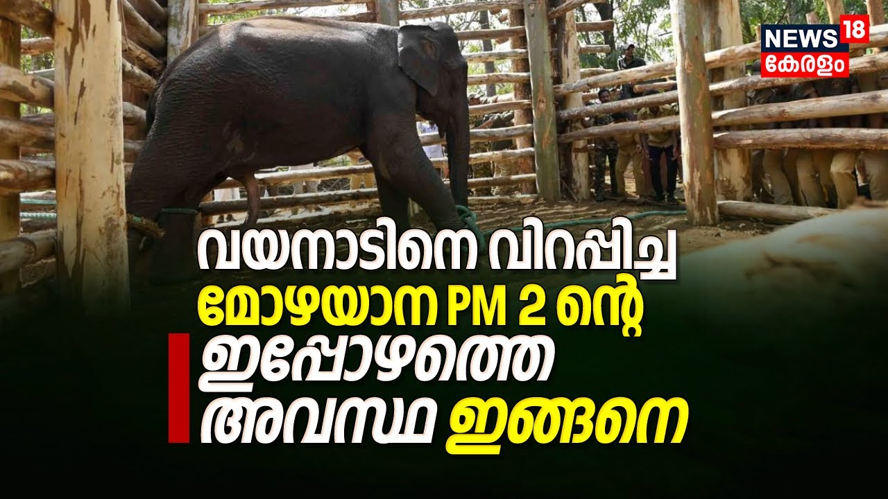 Muthanga Wildlife | Wayanadനെ വിറപ്പിച്ച മോഴയാന PM 2 ന്റെ ഇപ്പോഴത്തെ അവസ്ഥ ഇങ്ങനെ, KUMKIES DIARY 02