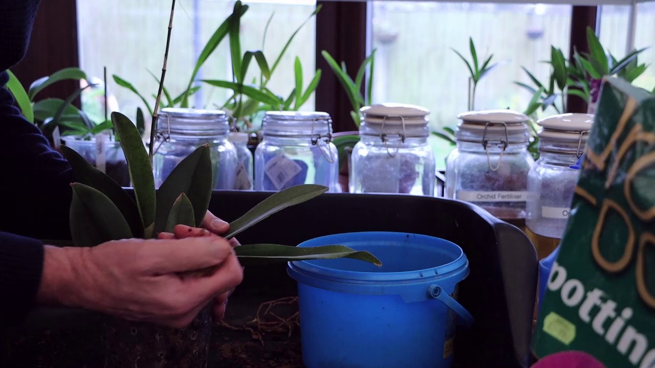 Repotting Psychopsis Mariposa