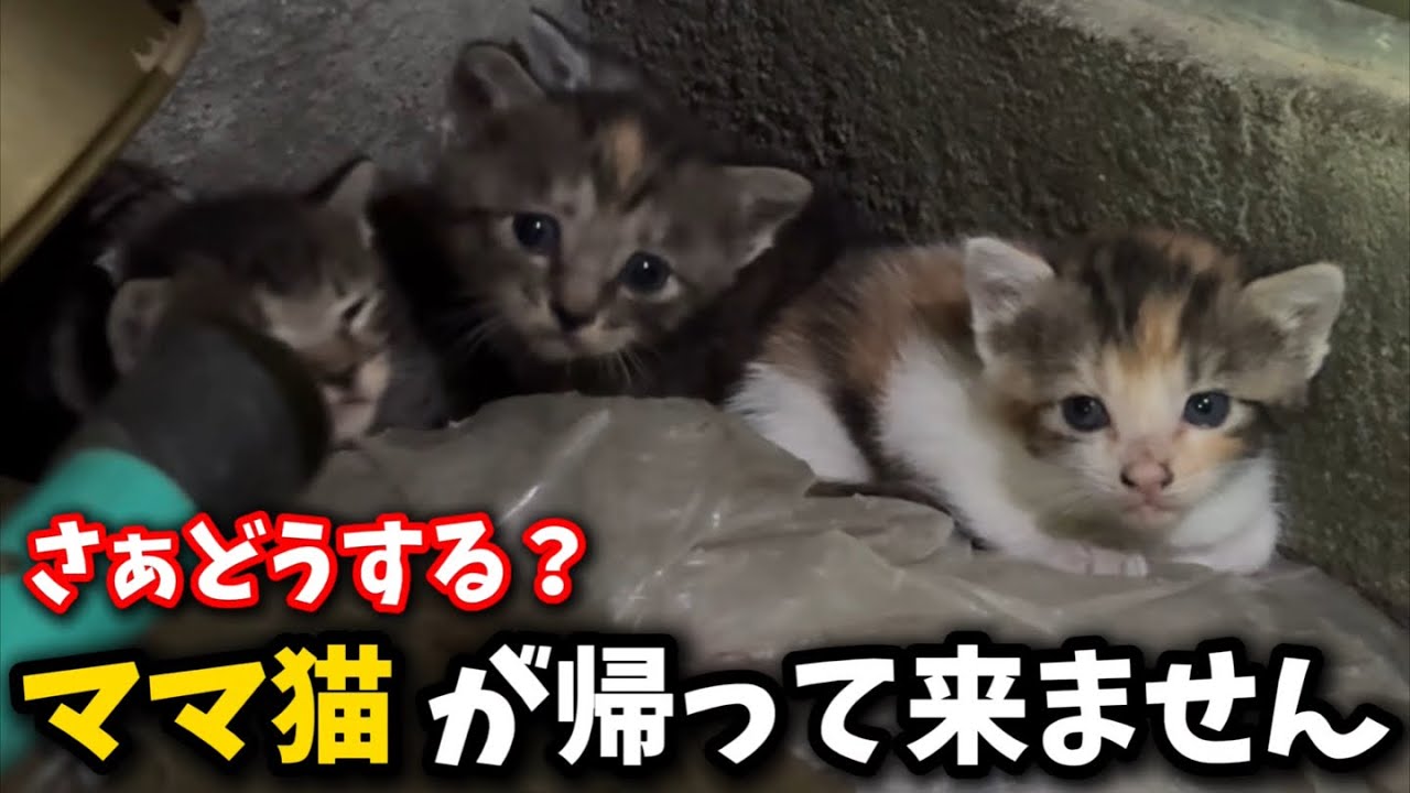 消えたママ猫…生後3週間の子猫を緊急保護しました