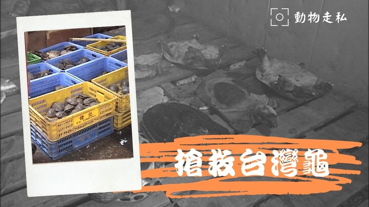 搶救台灣龜｜動物走私下的台灣本土龜 (公共電視 我們的島第371集 2006-09-18)