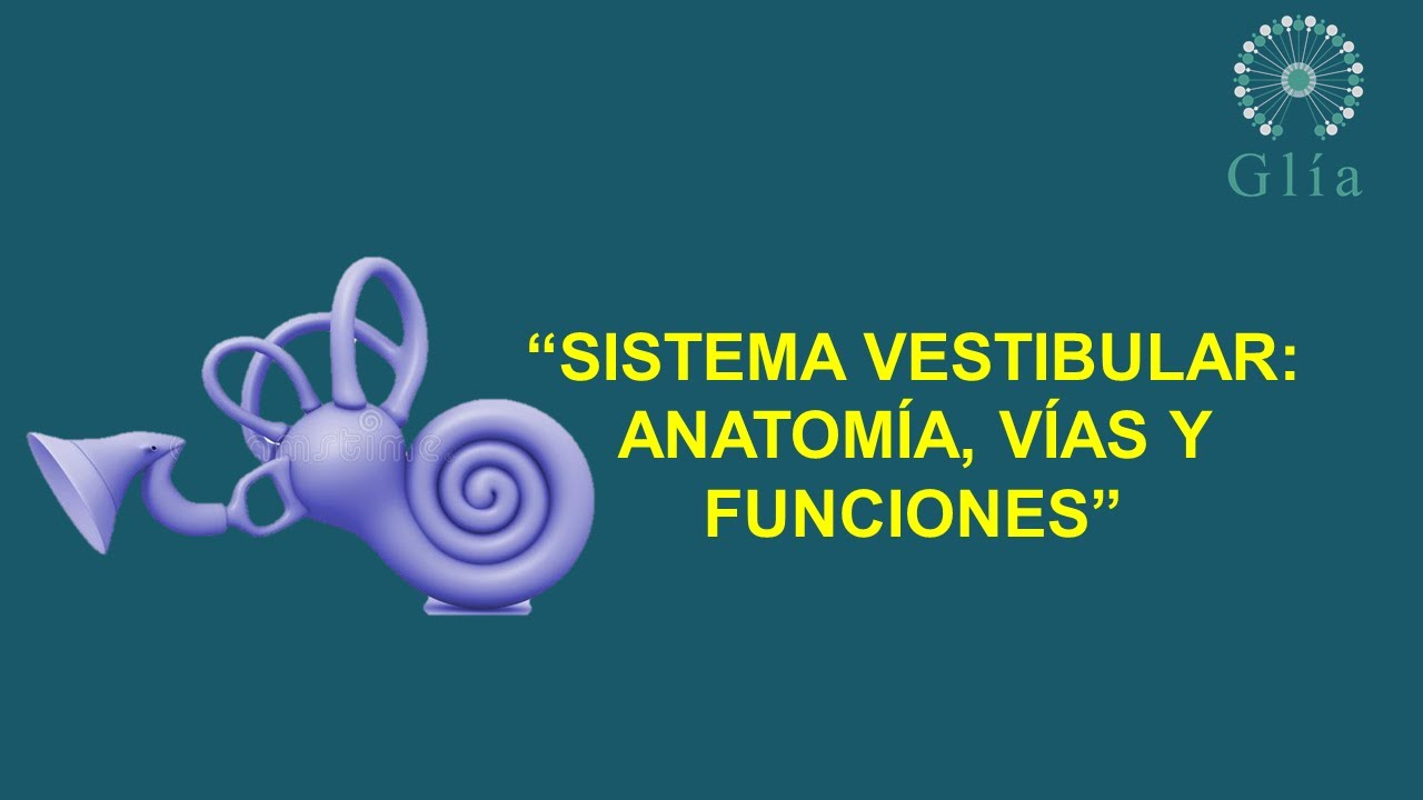 SISTEMA VESTIBULAR | FUNCIONES, ANATOMÍA Y VÍAS.