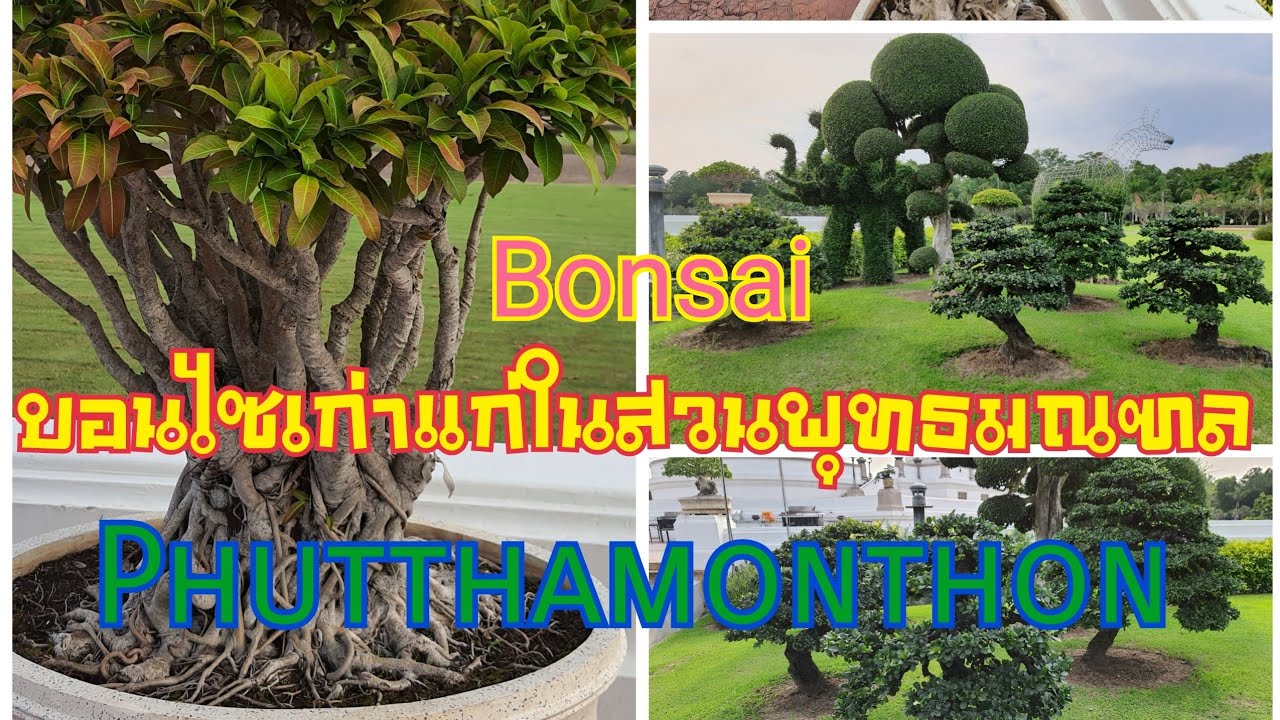 บอนไซที่สวนพุทธมณฑลเก่าแก่มากๆ🥰Phutthamonthon bonsai🇹🇭