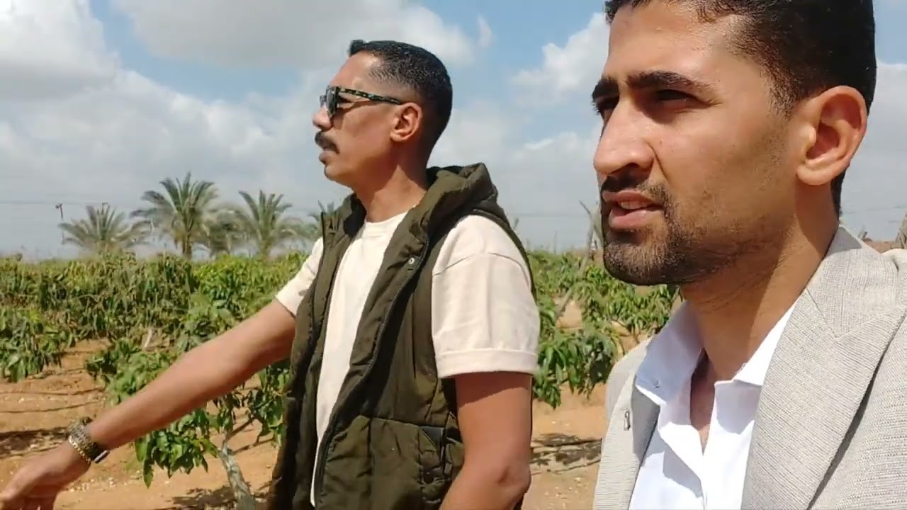 قراميط مفترسة أنقذت مزرعة مانجو عملاقة من الموت.. مش هتصدق اللي هتشوفه 😯💪