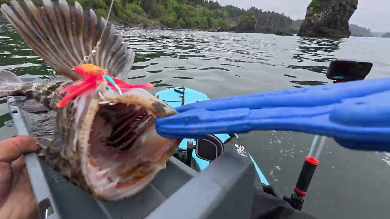 New Bait for Rock Fishing