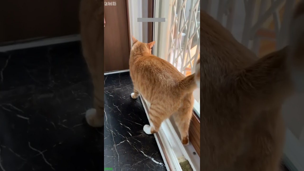 Cute Cats 🐈‍⬛ kitten meowing cute 🐈‍⬛ # #1511