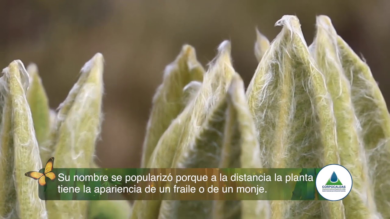 El frailejón, ‘Monje de los páramos’