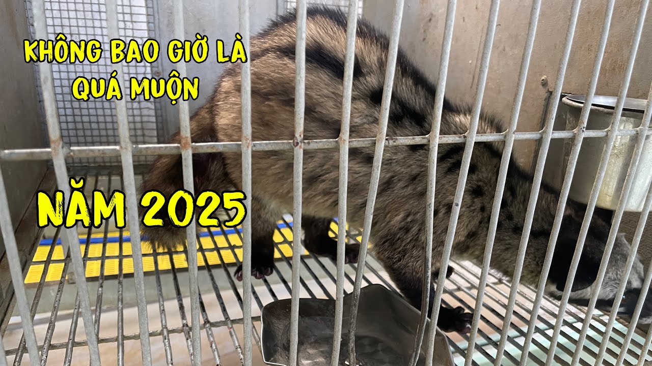 Năm 2025 Không Bao Giờ Là Quá Muộn Để Bắt Đầu Nuôi Chồn Hương/Góc Chăn Nuôi