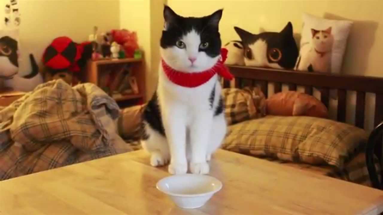 Theycallmemeaow - ทิ้งไว้กลางจาน
