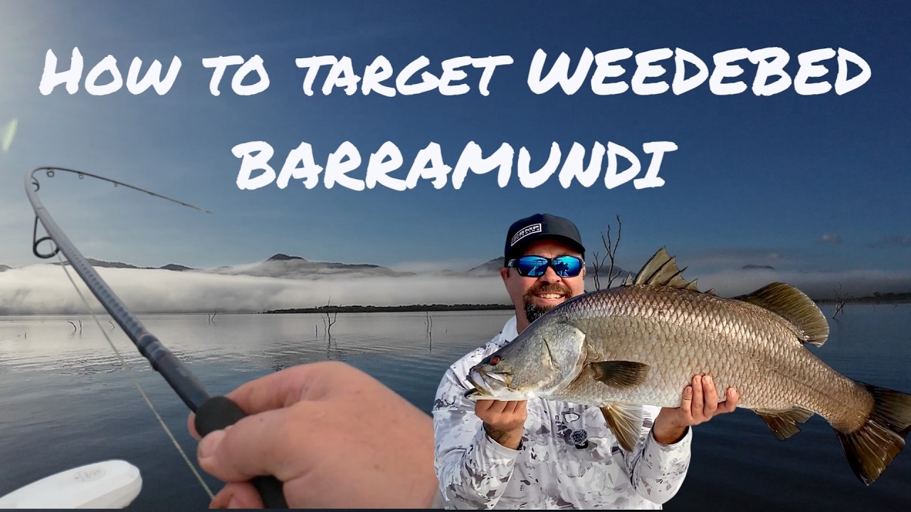 How to Target weedbed BARRAMUNDI at Peter Faust Dam
