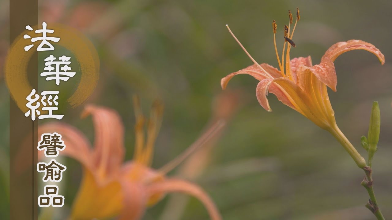 【靜思妙蓮華】法華經譬喻品 - 修學道法出火宅 - 20201120 第561集