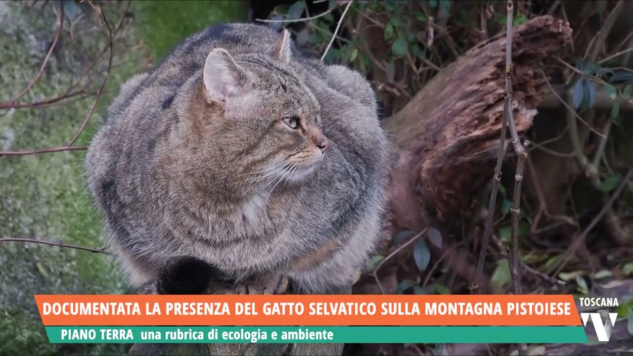 2026-01-26 PIANOTERRA - DOCUMENTATA LA PRESENZA DEL GATTO SELVATICO SULLA MONTAGNA PISTOIESE