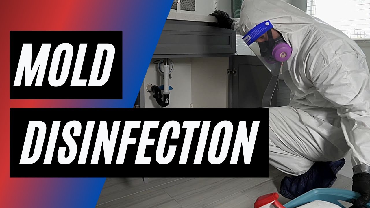 Bio-One shares the Five-Step Procedure to Do a Mold Remediation in your Home!