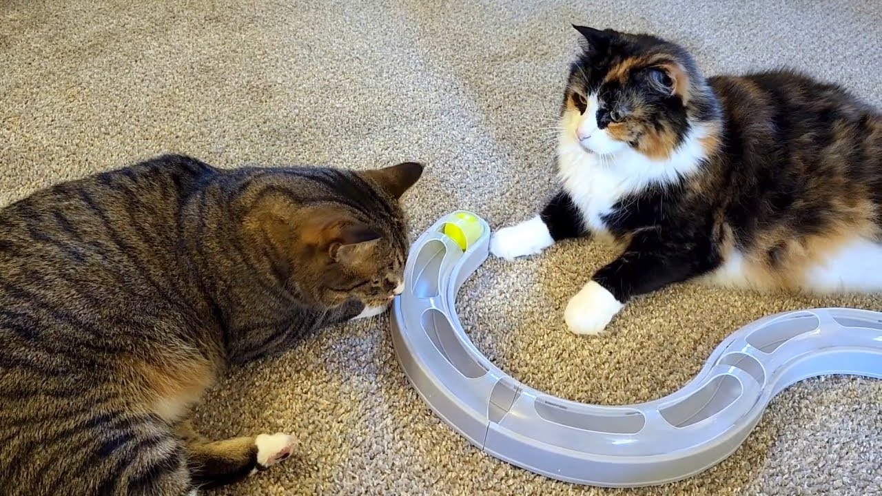 Cats React to Bat and Chase Cat Toy