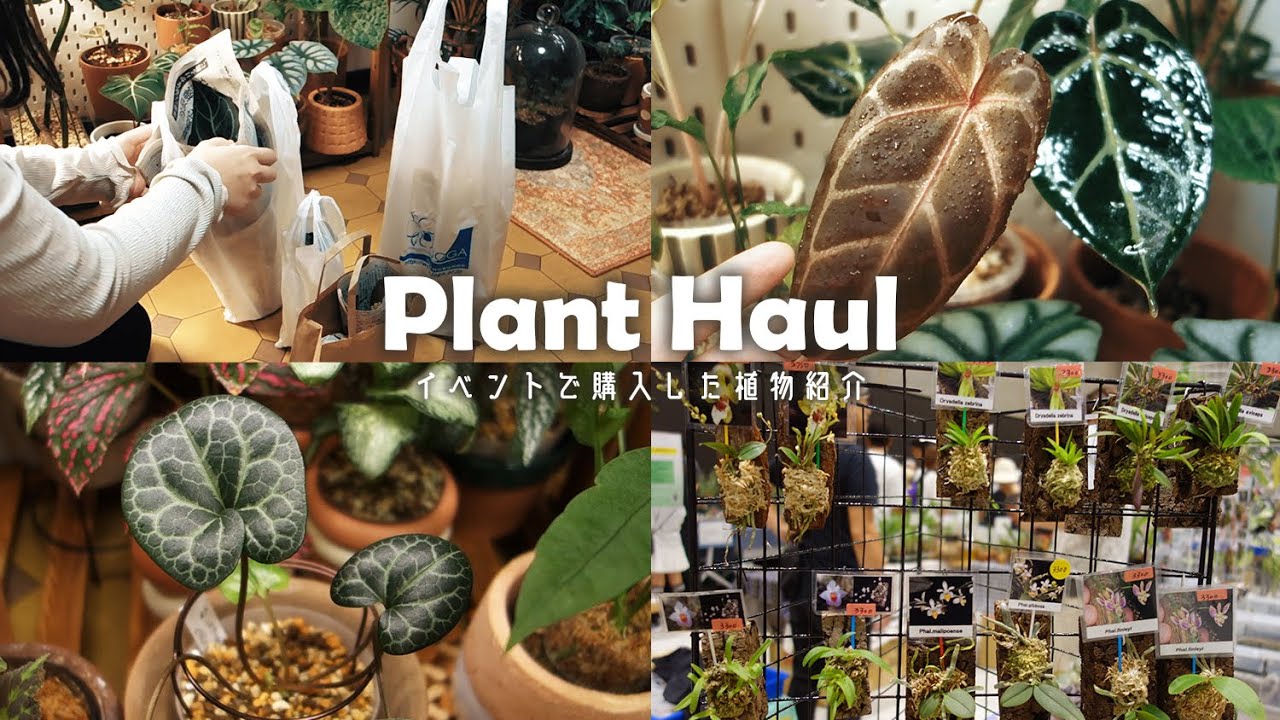 【観葉植物】植物イベントの購入品紹介丨On The Plants丨植え替え丨植物紹介丨plant tour丨house plants🌱
