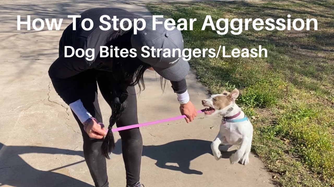 How To Stop Fear Aggression - Young Dog Bites Strangers/Leash
