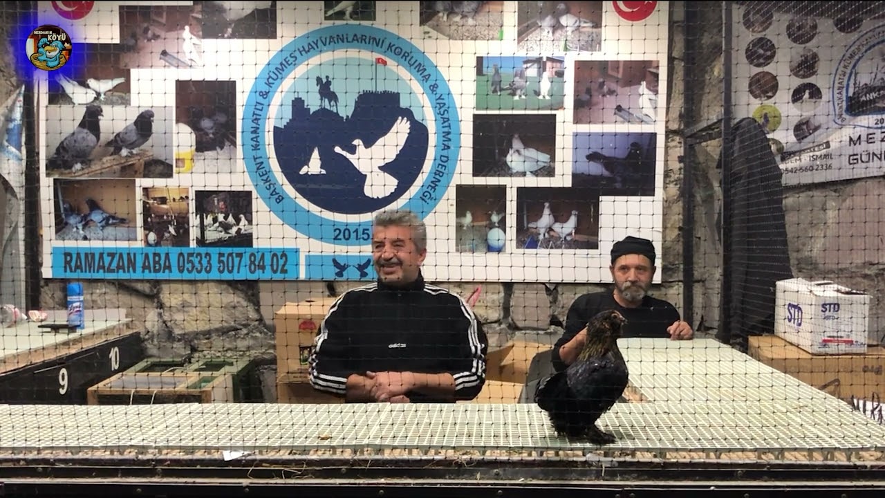 KÜÇÜK HOROZ ŞÖLENİ Ankara Tavuk Mezatı   ihale 2023 98