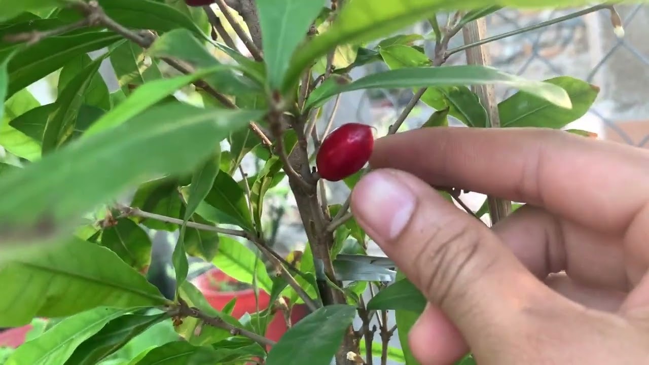 B&iacute; Quyết Chăm S&oacute;c C&acirc;y Thần Kỳ: Hướng Dẫn Chi Tiết Từ A đến Z