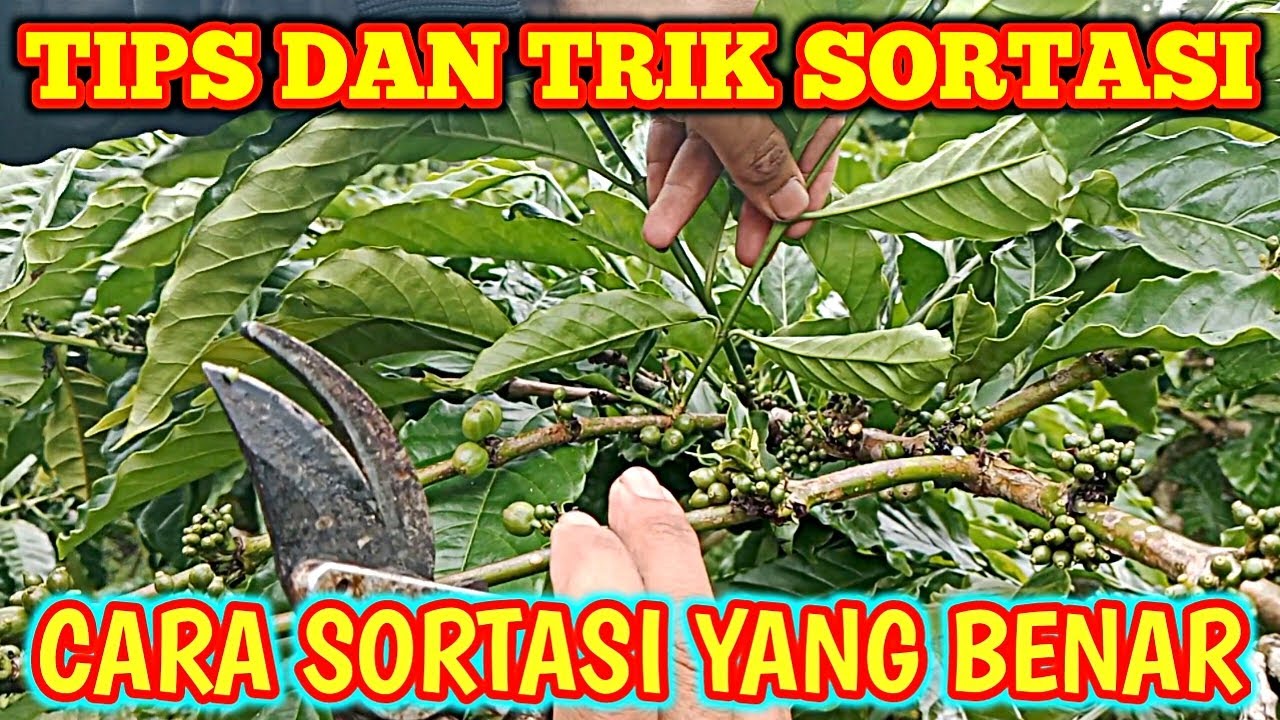 Tehnik Sortasi Bahan Di Bulan 12 Kopi Klon Tugusari