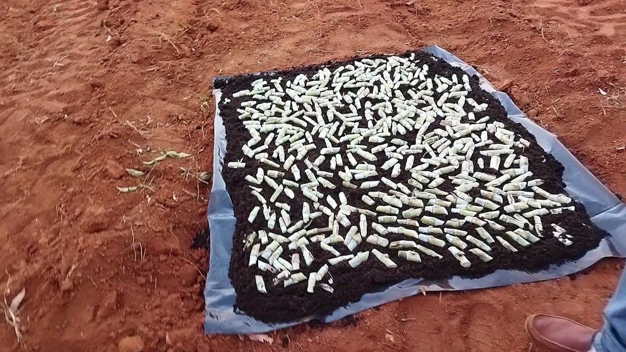 BRS CAPIAÇU QUER PLANTAR AS GEMAS DIRETO NA TERRA SEM FALHAS VEJA O VIDEO.