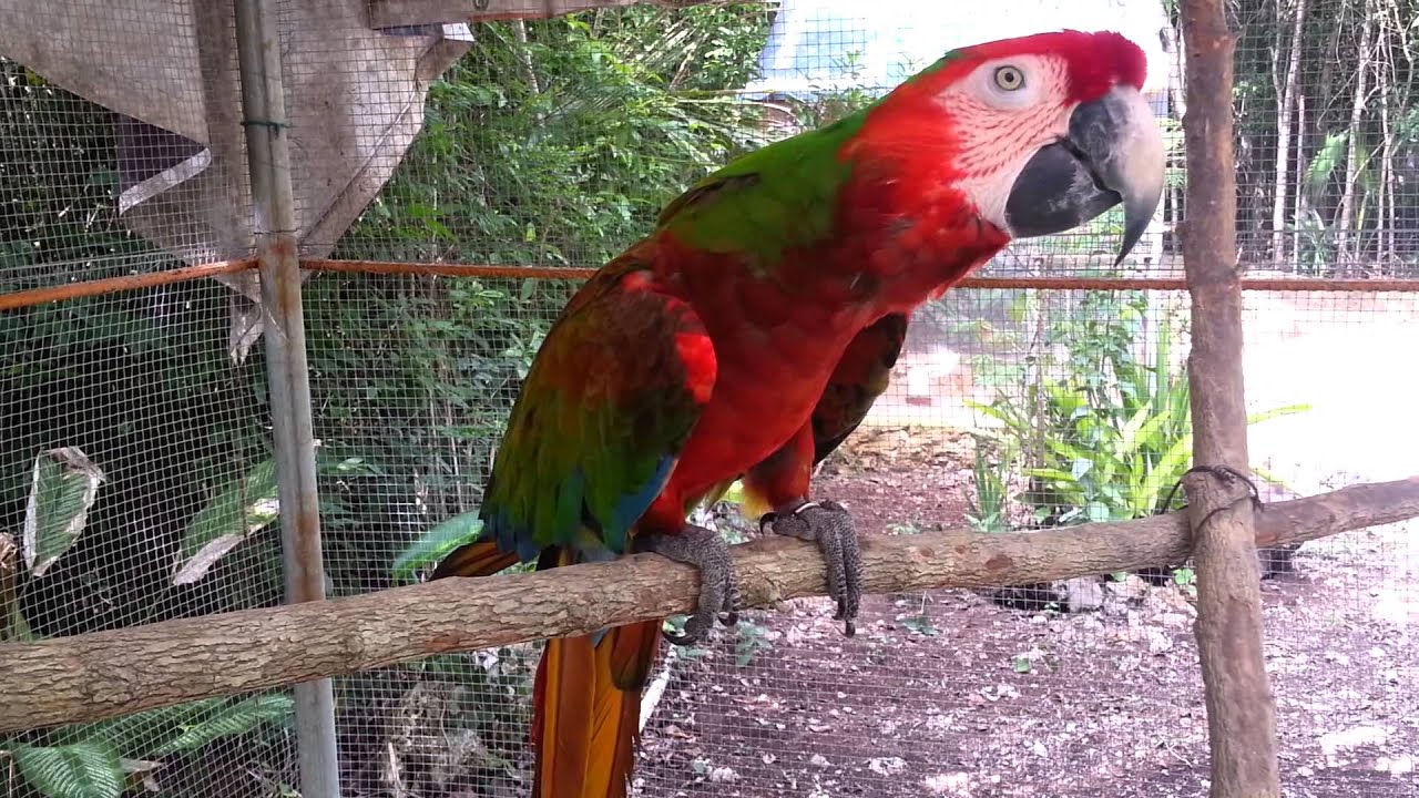 Guacamaya hablando