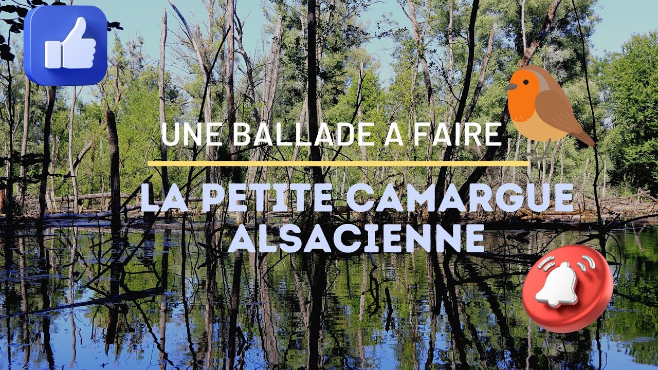 la petite camargue alsacienne