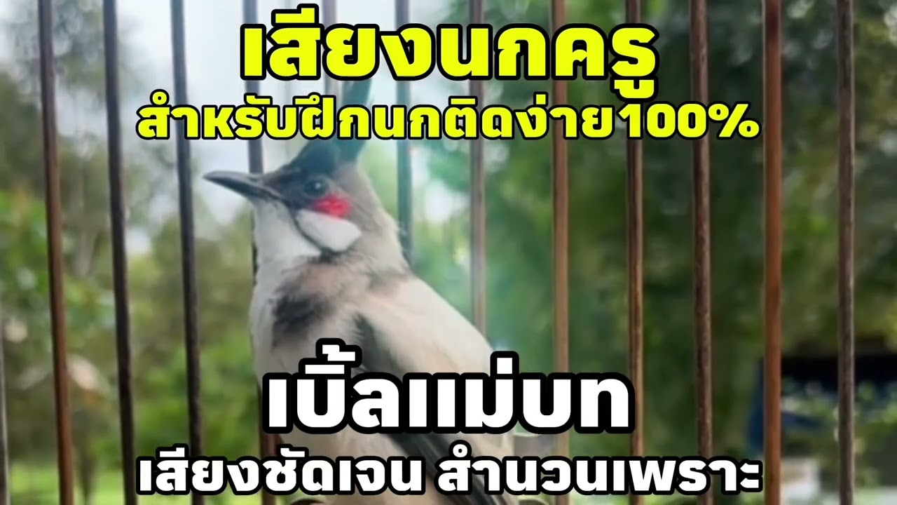 เสียงนกกรงหัวจุก เบิ้ลเพลงเเม่บท เสียงชัดเจนสำนวนเพราะ สำหรับฝึกนกติดง่าย100% #นกเบิ้ลอาชีพ