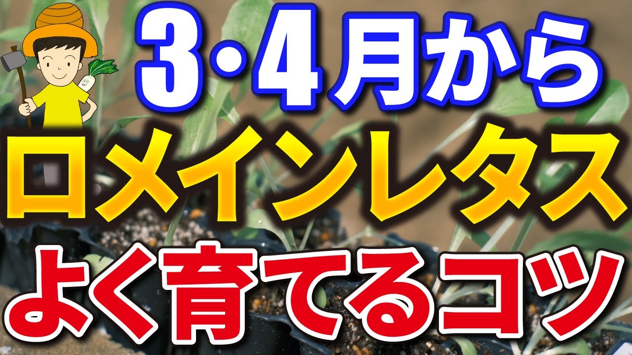 #4.【ロメインレタス】植え付け方！【家庭菜園】垂直栽培で成長UPを目指す！