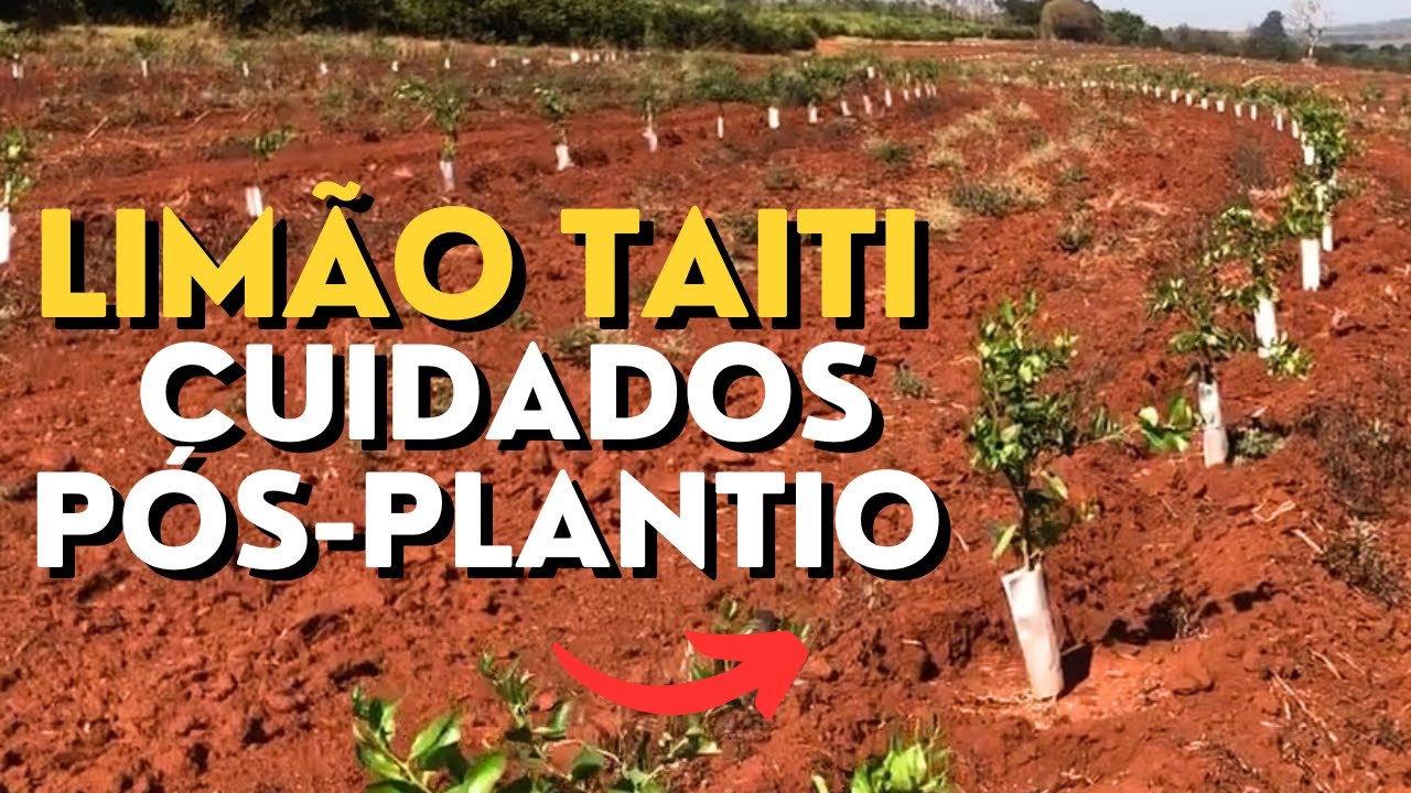 QUAIS SÃO OS CUIDADOS COM O POMAR DE LIMÃO TAITI PÓS PLANTIO - Dicas se cultivo