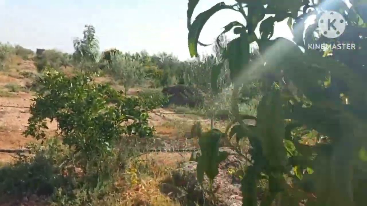 Mes tournesols accueillent les abeilles et les oiseaux.#permaculturemaroc .#permaculture