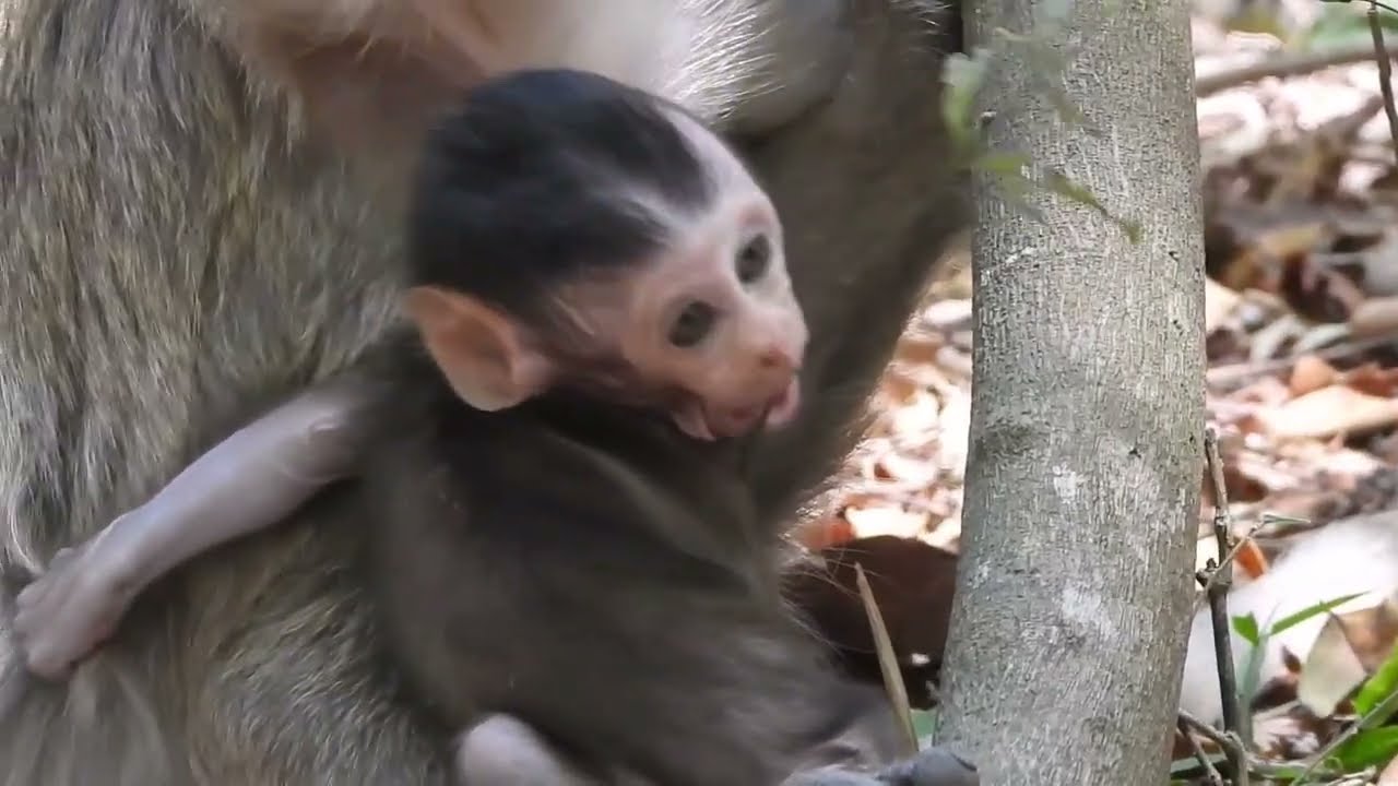 Amazing Monkey Skills! Survival In The Wild