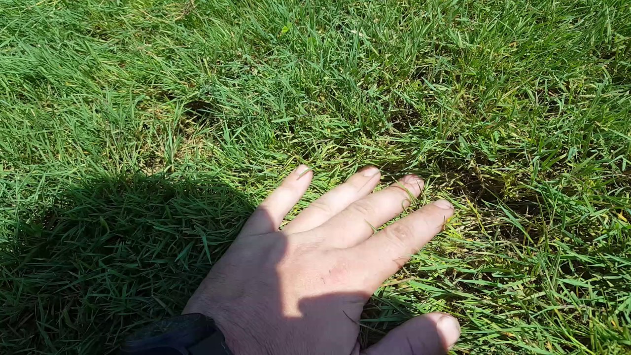 Identifying and controlling Creeping Bentgrass