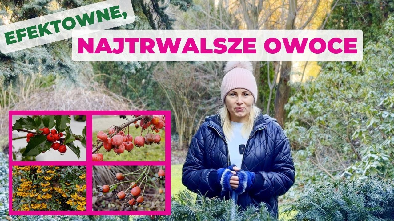 Najtrwalsze i najładniejsze owoce na krzewach i drzewach. Owoce ozdobne całą zimę.